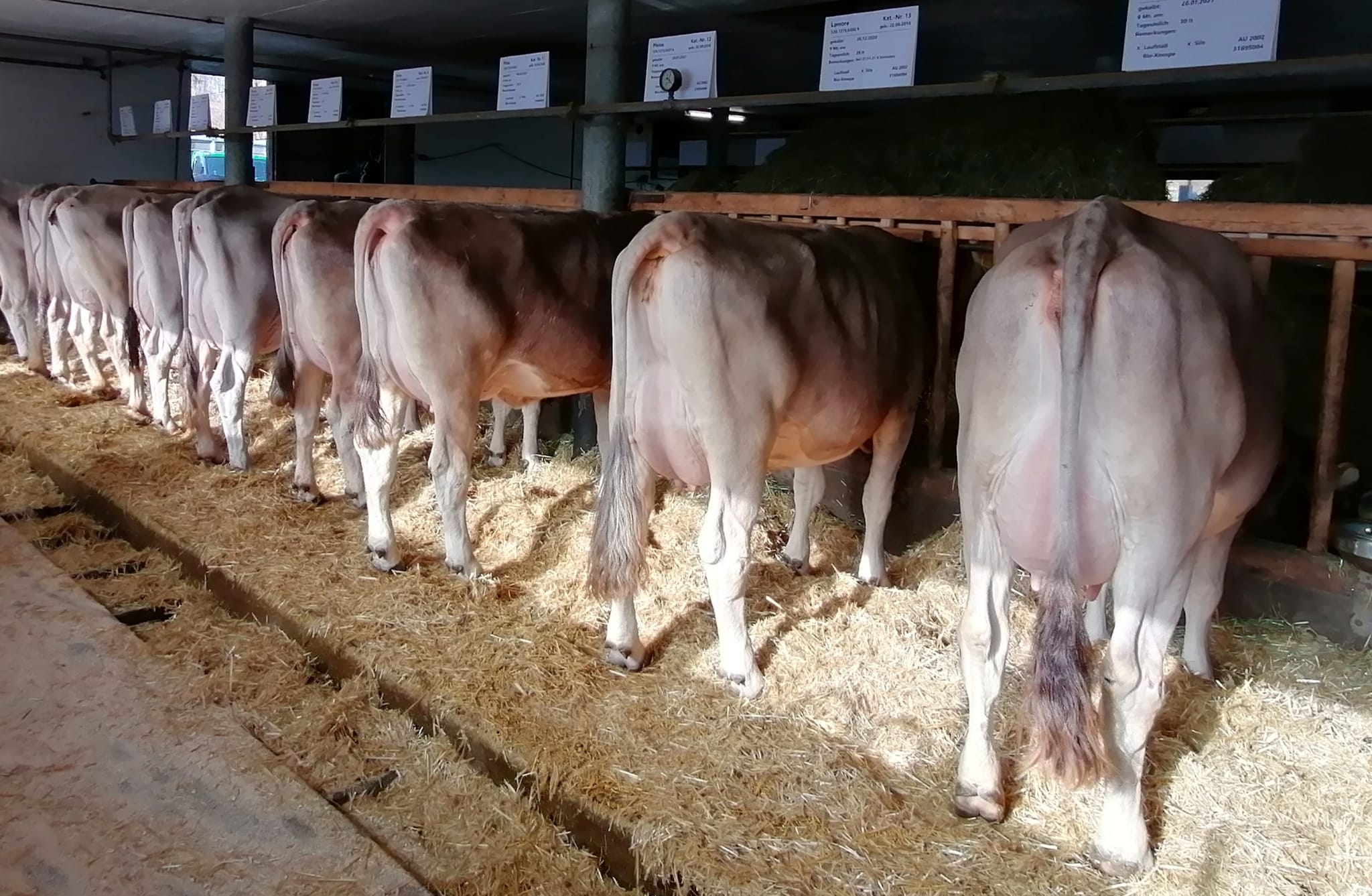 Anmeldung Auktion Chommle Gunzwil