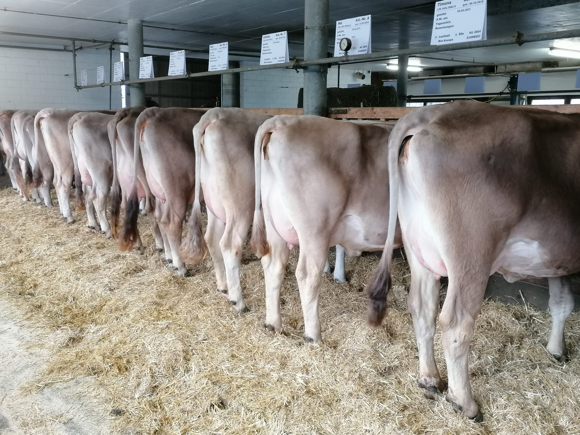 Anmeldung Auktion Milchvieh Gunzwil