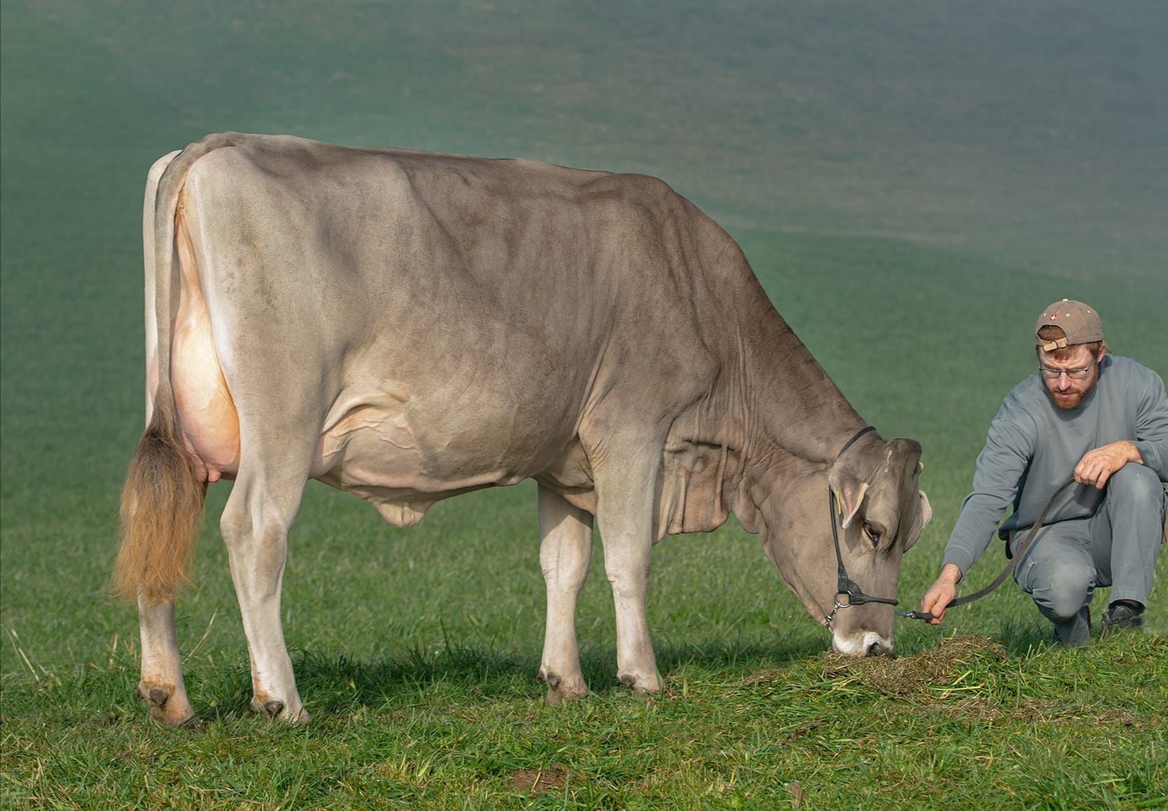 Anmeldung Auktion Original Braunvieh Gunzwil