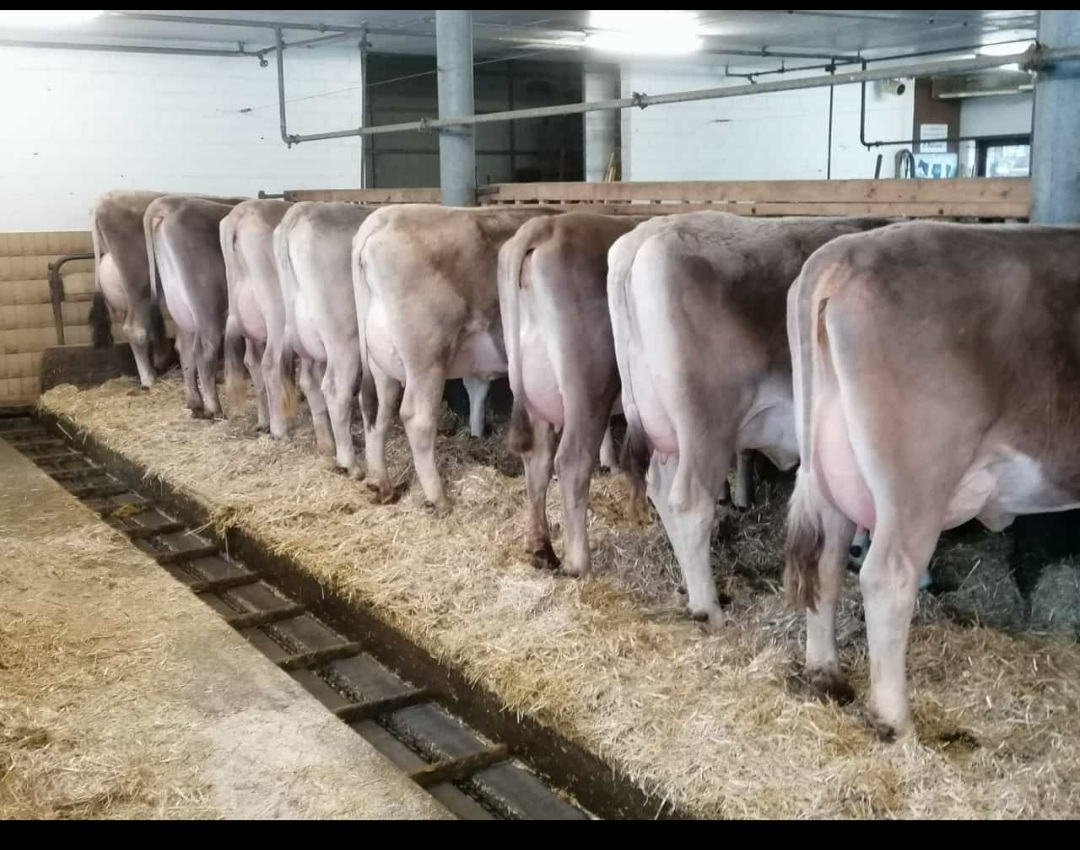 Anmeldung Auktion Milchvieh Chommle Gunzwil