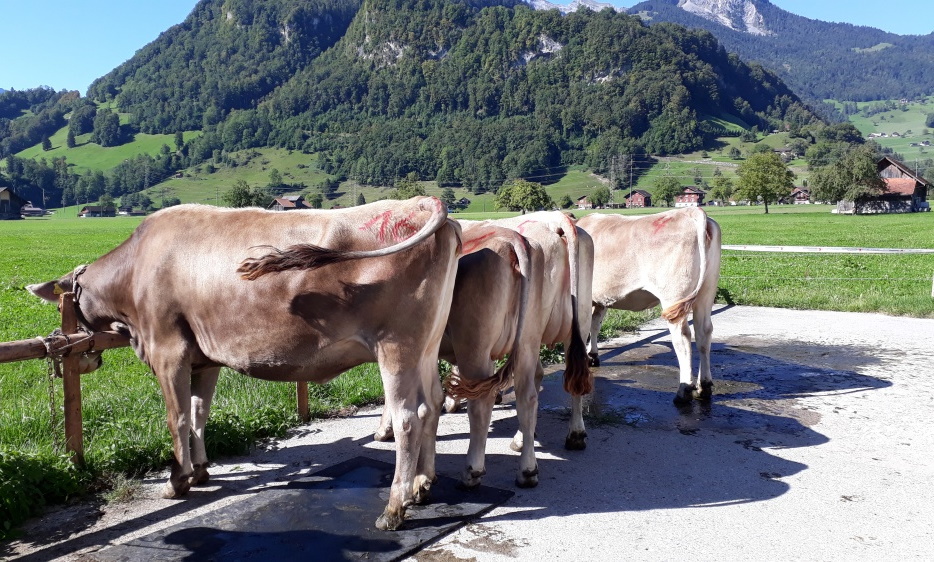 Katalog Auktion Giswil