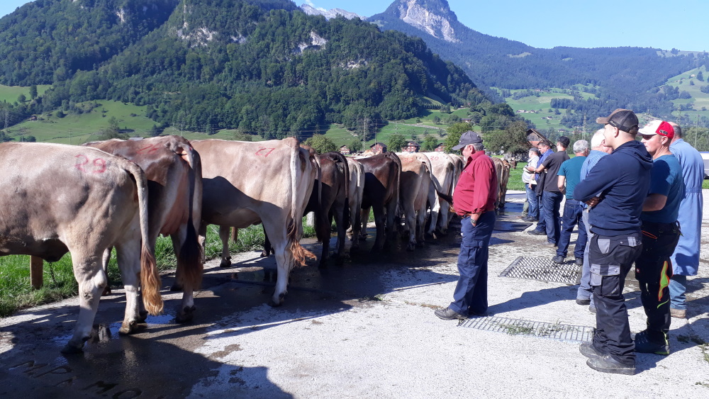 Auktionsbericht Giswil