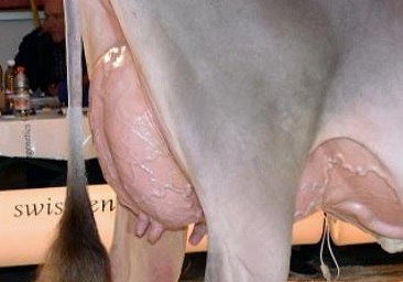 Katalog Auktion Chommle 26.08.2020