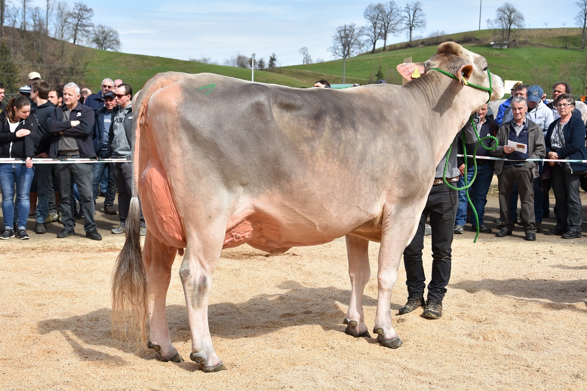 Anmeldung Auktion Chommle Gunzwil