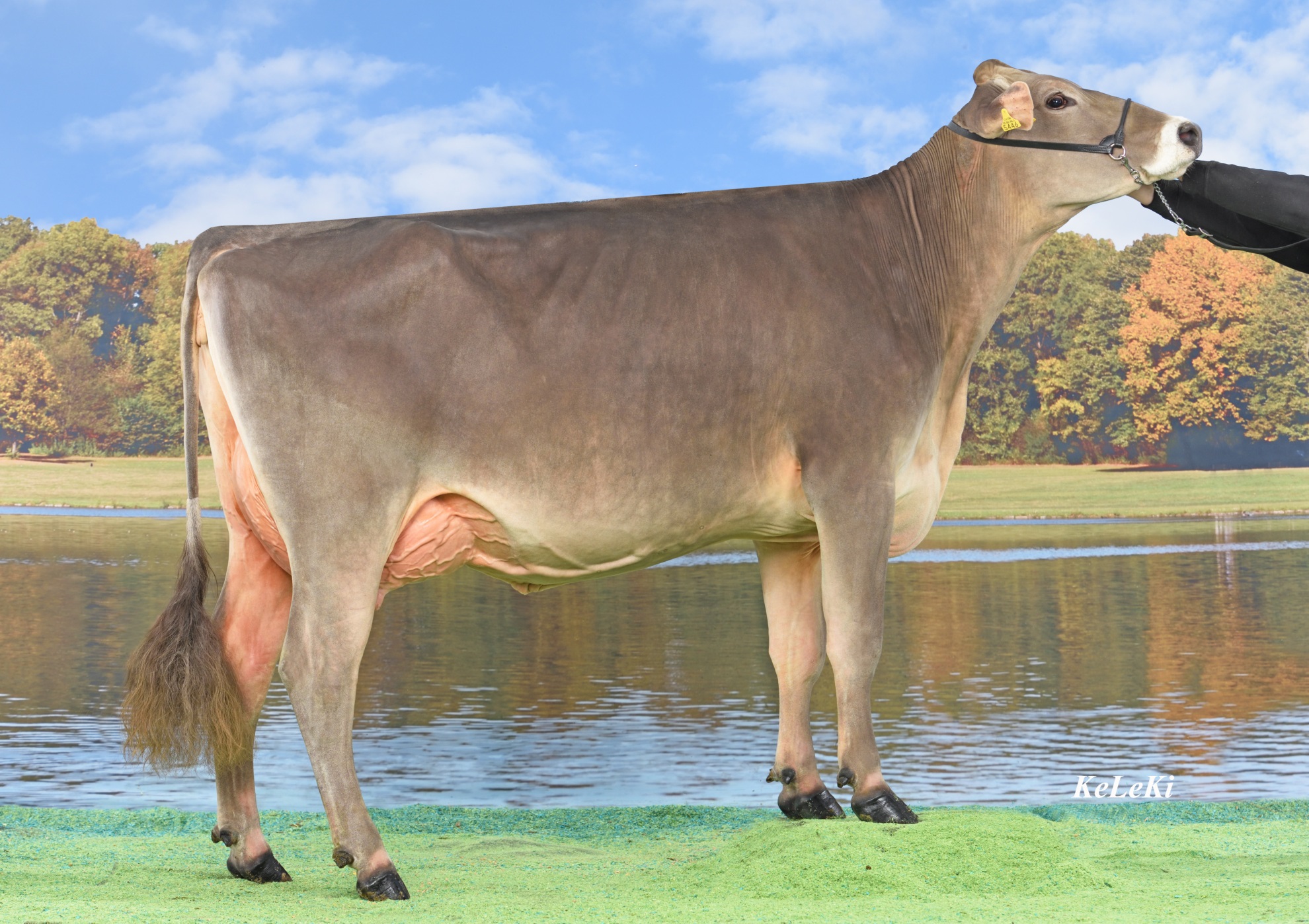 Auktion Mai Rothenthurm 