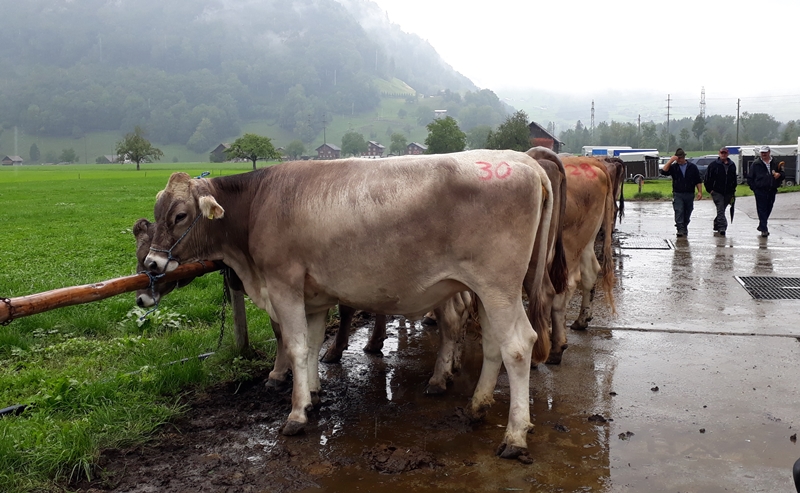 Katalog Auktion Giswil