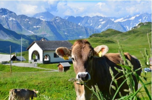 24. Zucht- und Nutzviehauktion Kerns (Chärnser-Märt)