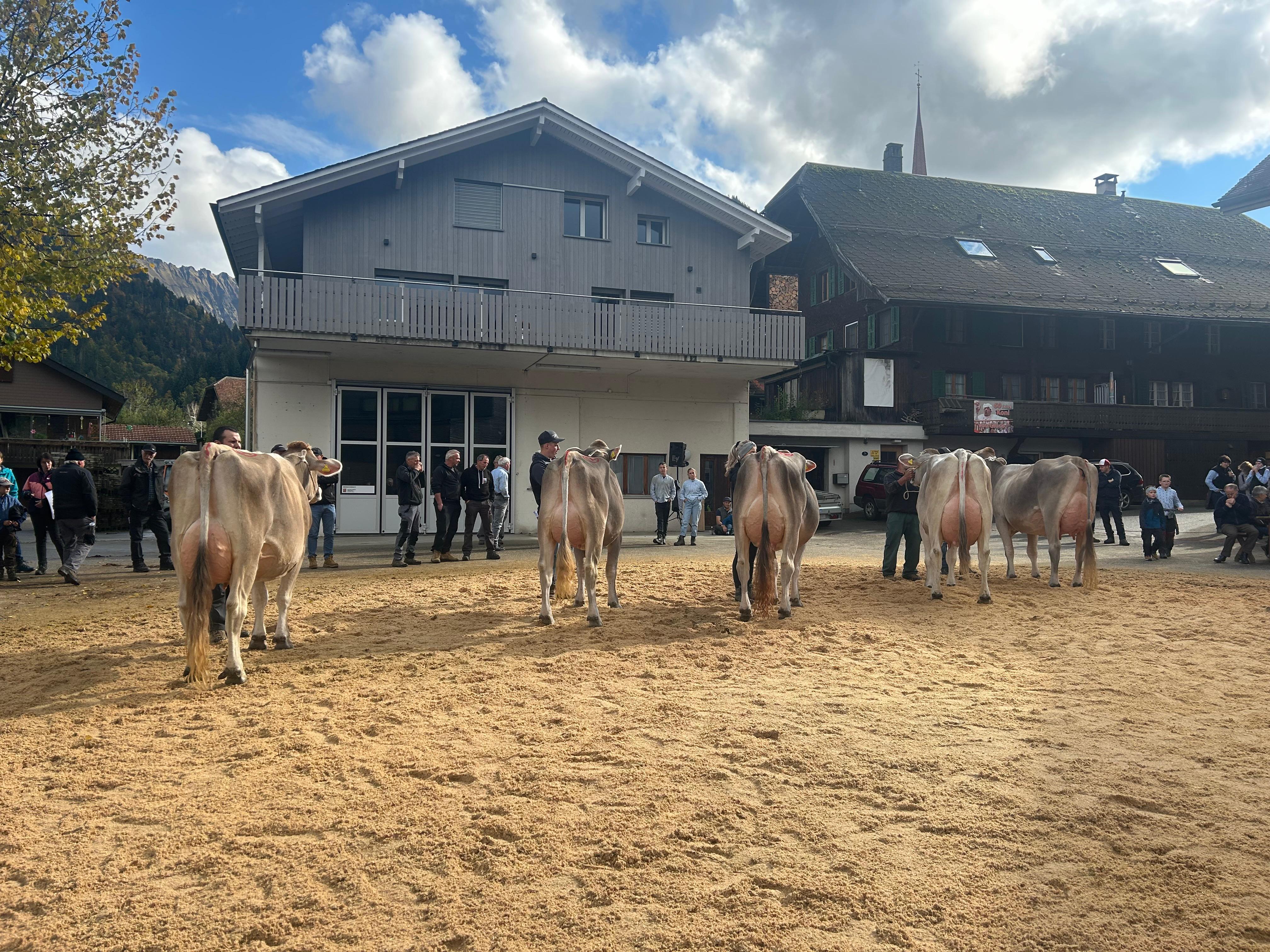 Viehschau BVZG Marbach 2024