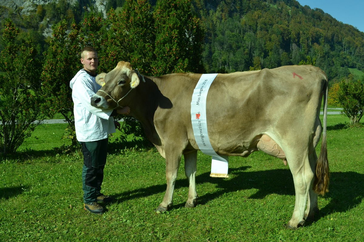 Kuh Zaster Zoldi die Tagessiegerin aus dem Betrieb Halters Brown Swiss
