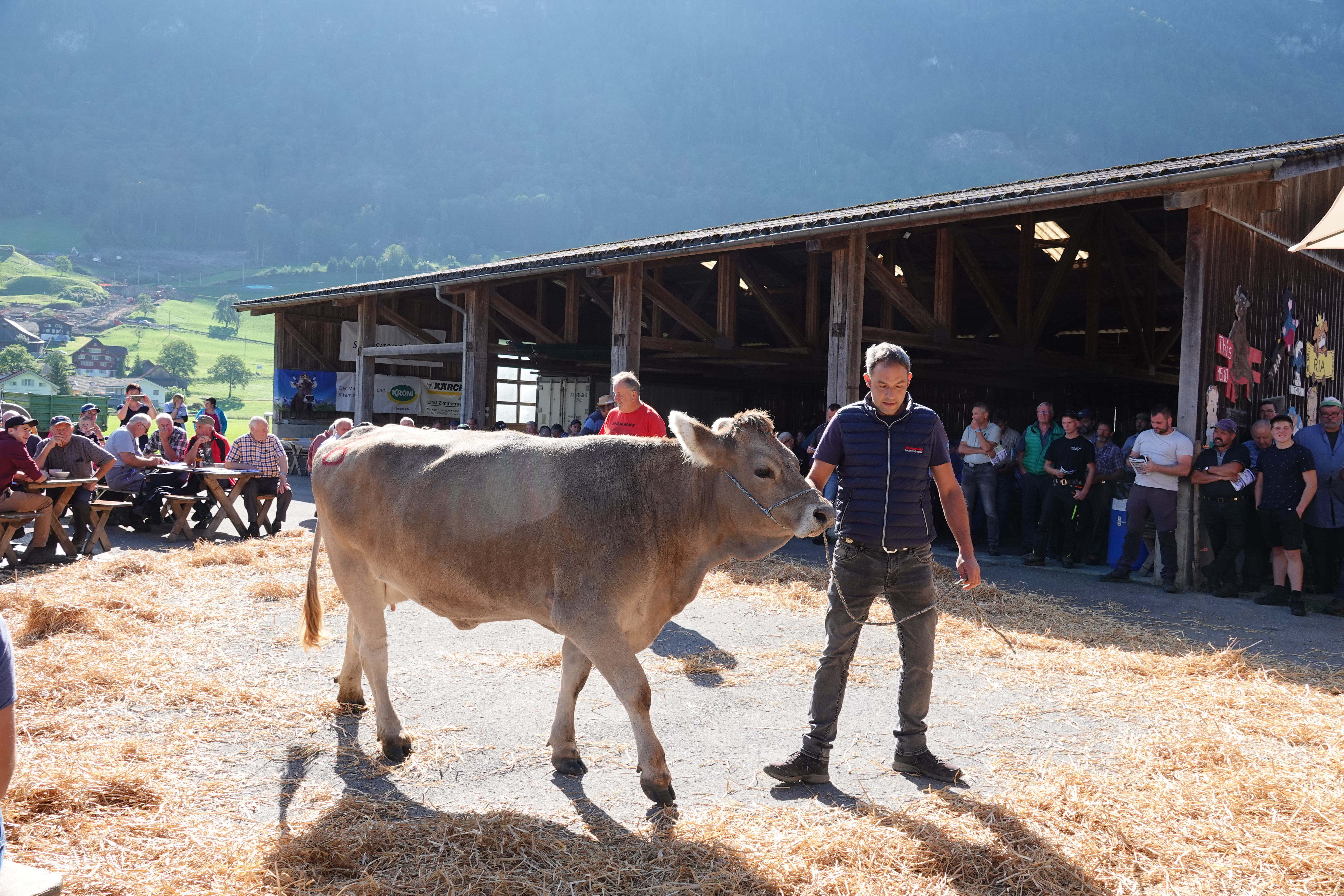 Nutz- & Zuchtviehauktion Giswil 30.08.2024