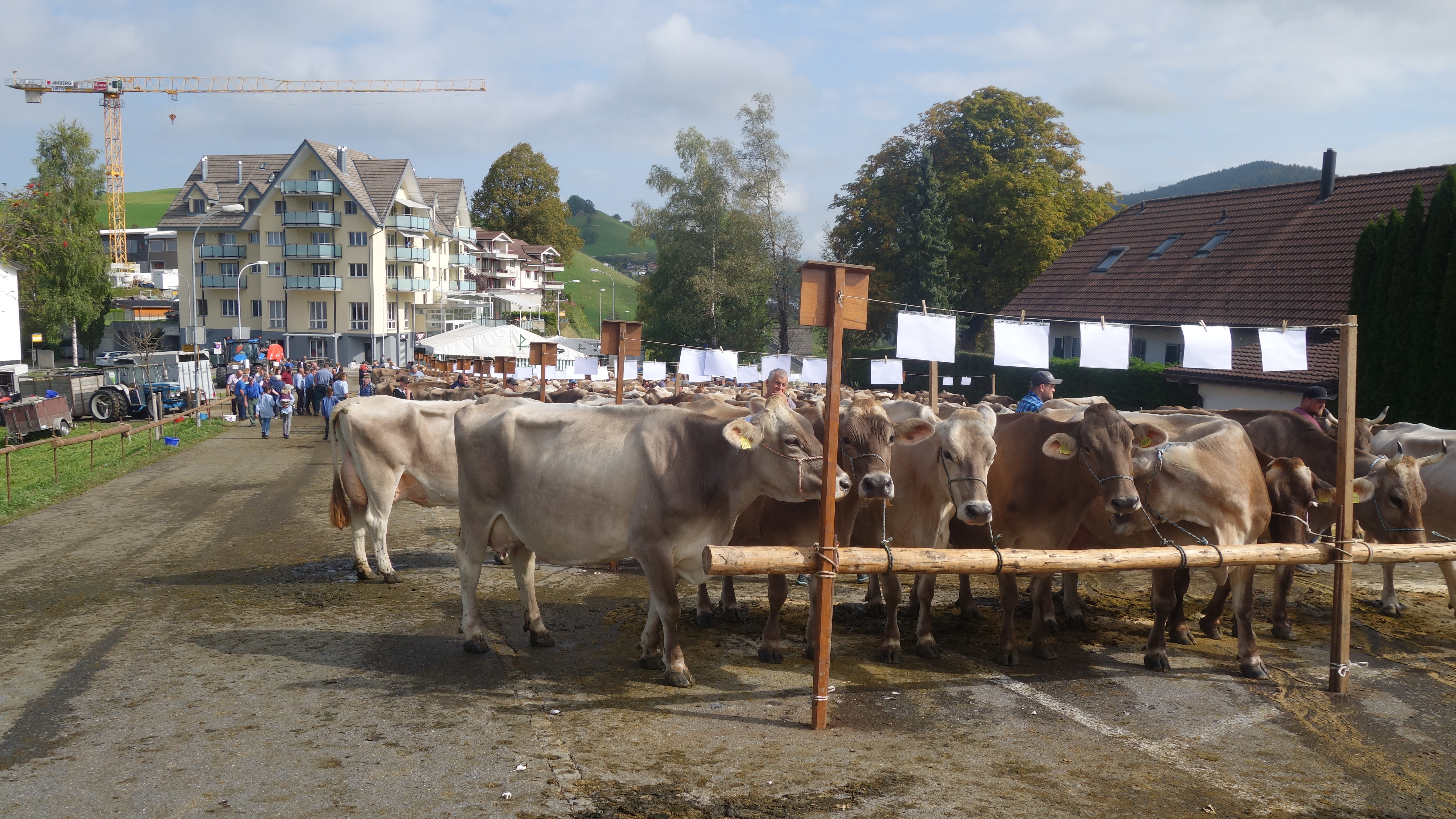 Viehausstellung BVZV Schwarzenberg 2023