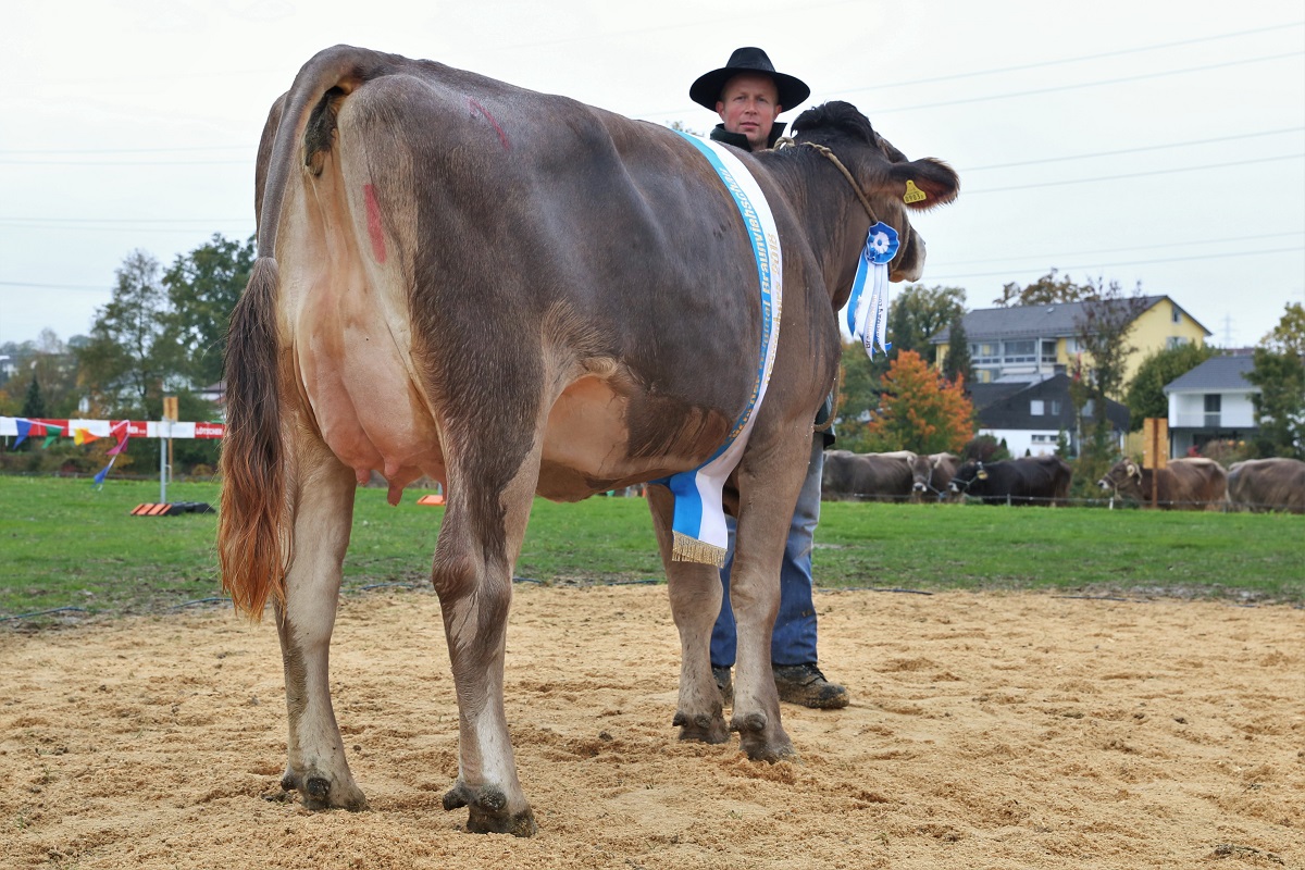 Miss OB und Schöneutersiegerin Buchers Valido Livia CH 120.1217.0903.2 von Bucher Thomas Neuenkirch