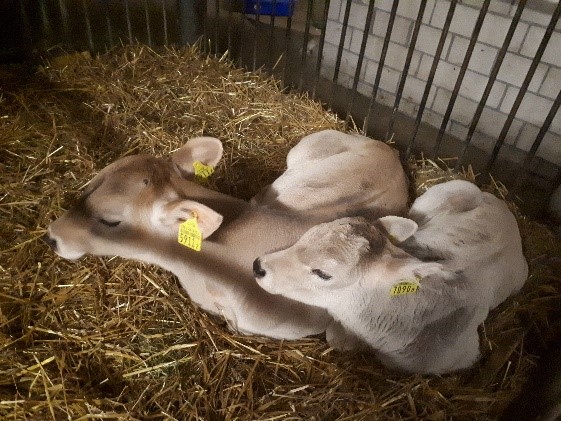 Kälber Natthias Arnold