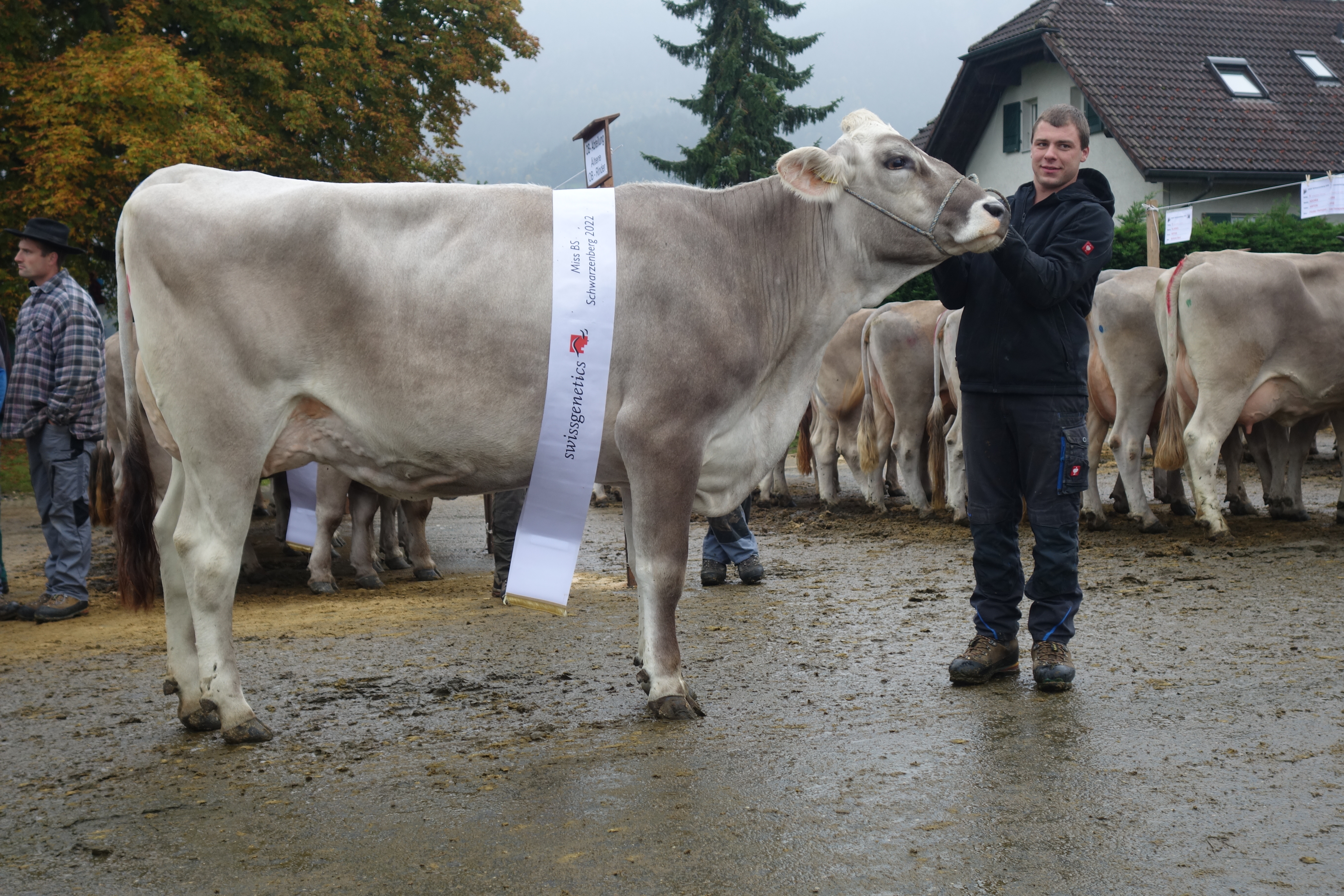Viehschau Schwarzenberg