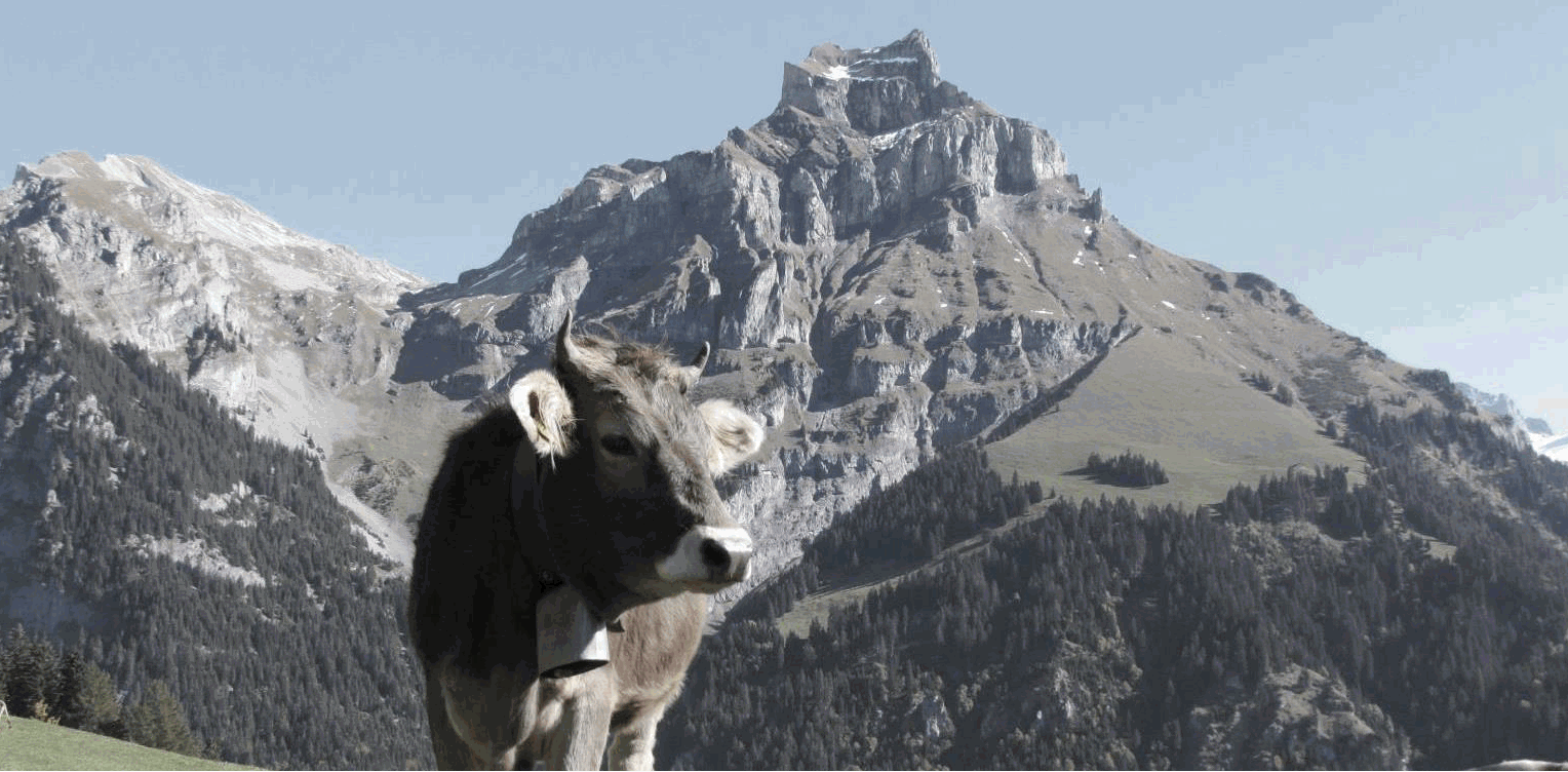 Engelberg14