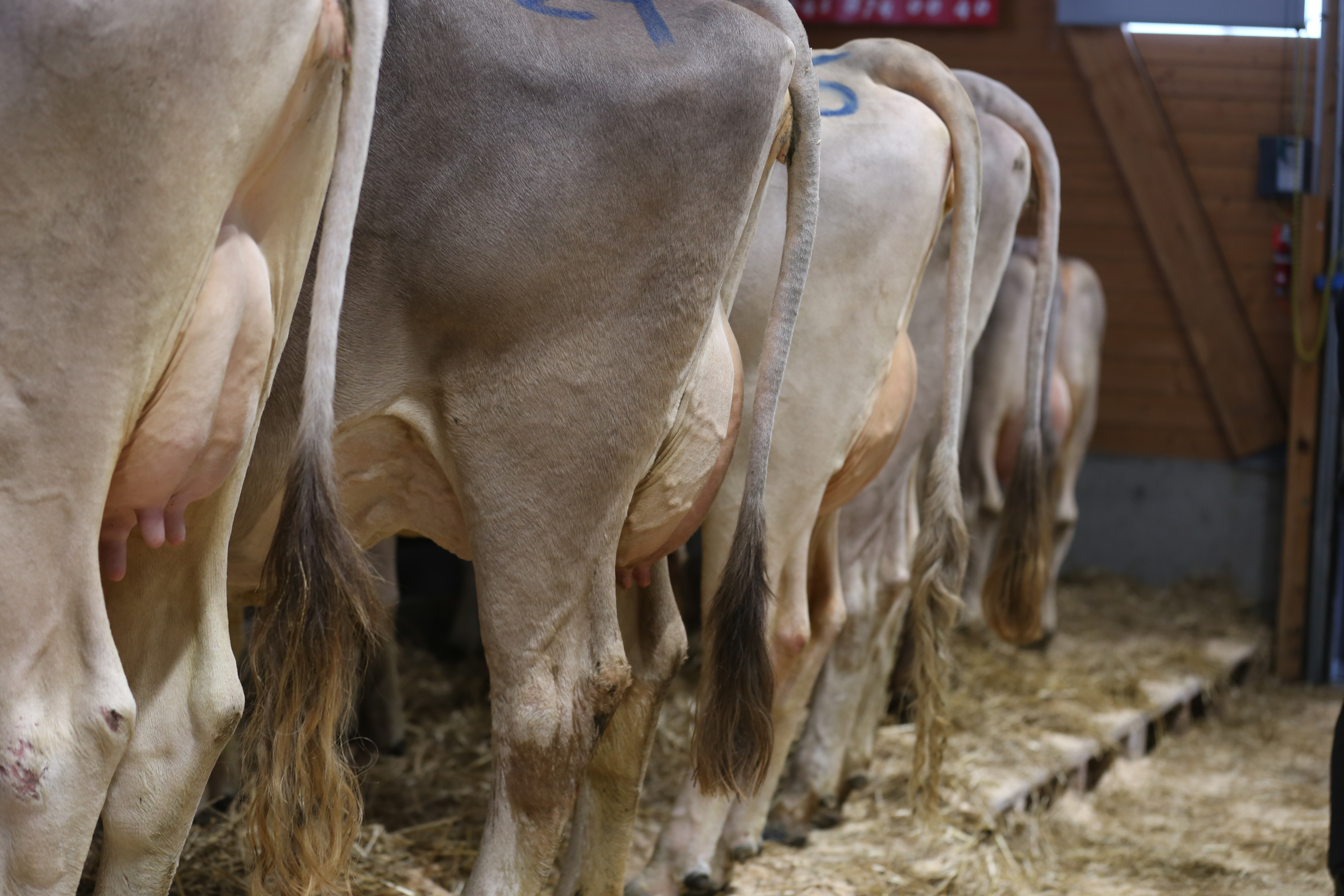 Nutz- und Zuchtviehauktion Rothenthurm 14.02.2026