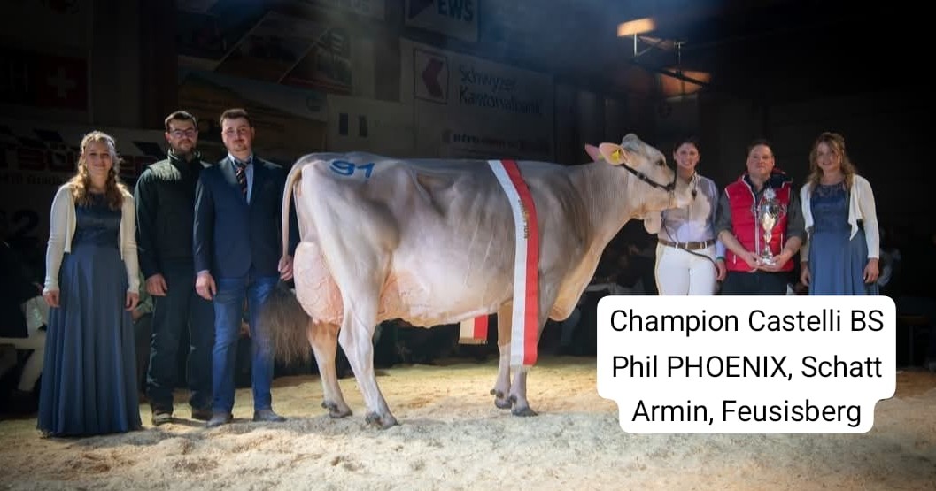 7. Schwyzer Braunviehschau 