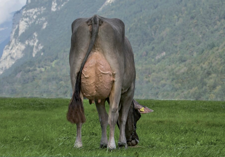 Katalog Auktion Milchvieh Chommle Gunzwil 