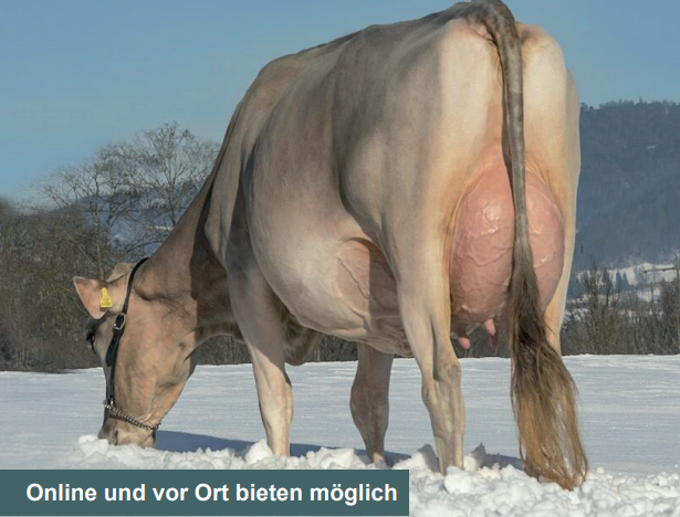 Katalog Auktion Chommle Gunzwil 18.01.2022