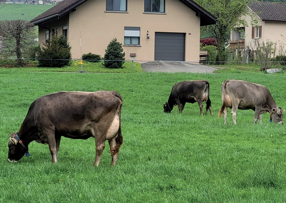 Katalog Auktion Chommle Gunzwil 31. Mai