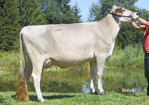 WillmannBigBoyMadison