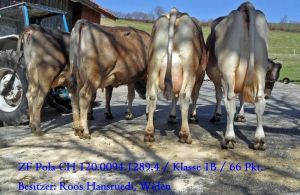 Roos