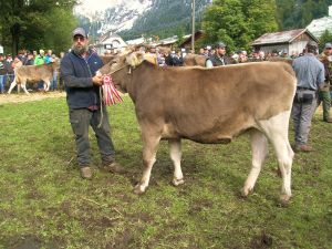 Engelberg / OW: Viehschau mit Warenmarkt – Braunvieh aus der Zentralschweiz