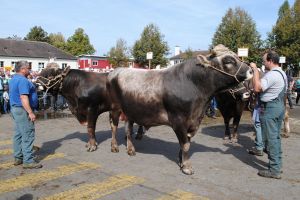 stiere
