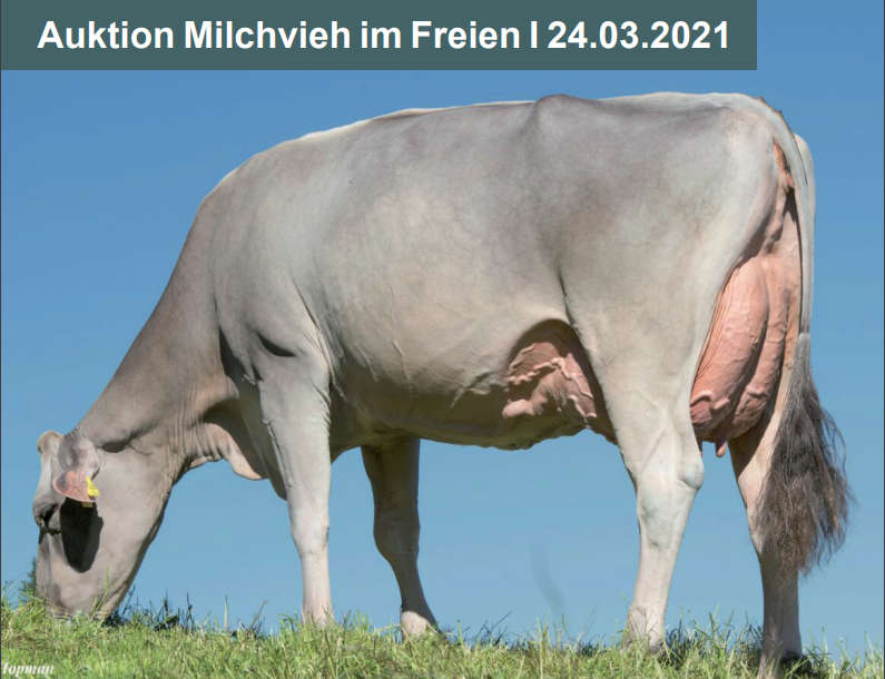 Zucht- und Nutzviehauktion Chommle Gunzwil 24.03.2021