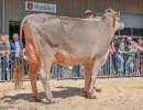 champion bs amt entlebuch.l swiss repro rocky jaqueline et schmibach s   fdb s brown swiss schuepfheim
