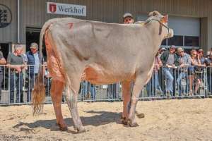 champion bs amt entlebuch.l swiss repro rocky jaqueline et schmibach s   fdb s brown swiss schuepfheim