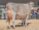 champion bs bvzg bender beila florian dahinden