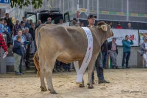 rinderchampion ob bs rasimus racheal ch.1784.1006.6 amrein scherrer david nicole