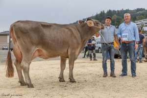 17.regioschau willisau miss genetik ob