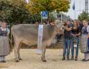 17.regioschau willisau 26 rinderchampion bs ob