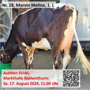 nr marvin melina.png