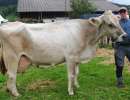 miss lebensleistung mit 128 000 kg milch bei.45  eweiss glenn gladiola xaver dober kuessnacht