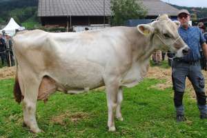 miss lebensleistung mit 128 000 kg milch bei.45  eweiss glenn gladiola xaver dober kuessnacht