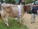 schoeneuter mittlere glenwood gabi gg platenbach muotathal
