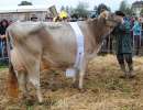 bv schoeneuter aeltere kuehe glennwood gabi gg plattenbach