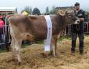 bv schoeneuter juengere kuehe  lockdown lola pascal reichlin steinerberg