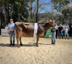   vize champion bs   pete et pepita et schmibach s brown swiss