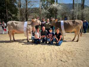   brown swiss champion s