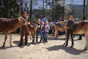  2  jungzuechter podest kat. 2  