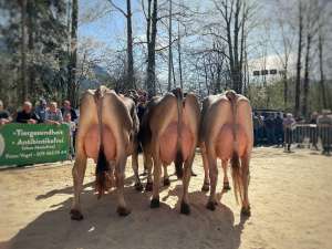  5  schoeneuter bs 3. lakt.  v.l.  valentin et thalia  3.  julius galina  1.  rocky lambada . 