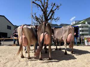  6  schoeneuter bs aeltere  v.l.  lennox ladina  2.  pete et pepita et  1.  huge sg et high heel . 