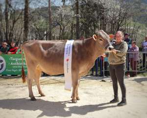   champion rind   caviezel et cabana   zemp armin