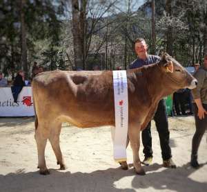   vize champion rind   rasimus rosali   felder hans