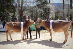   champion   vize champion rind