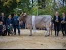grand champion ob harlei holdria  stalder rene hasle
